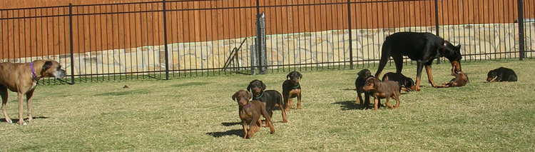 6 week old doberman puppies