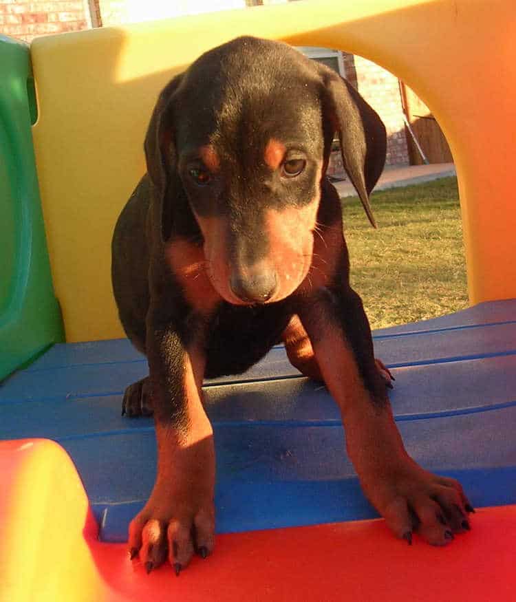 6 week old black rust female doberman puppy