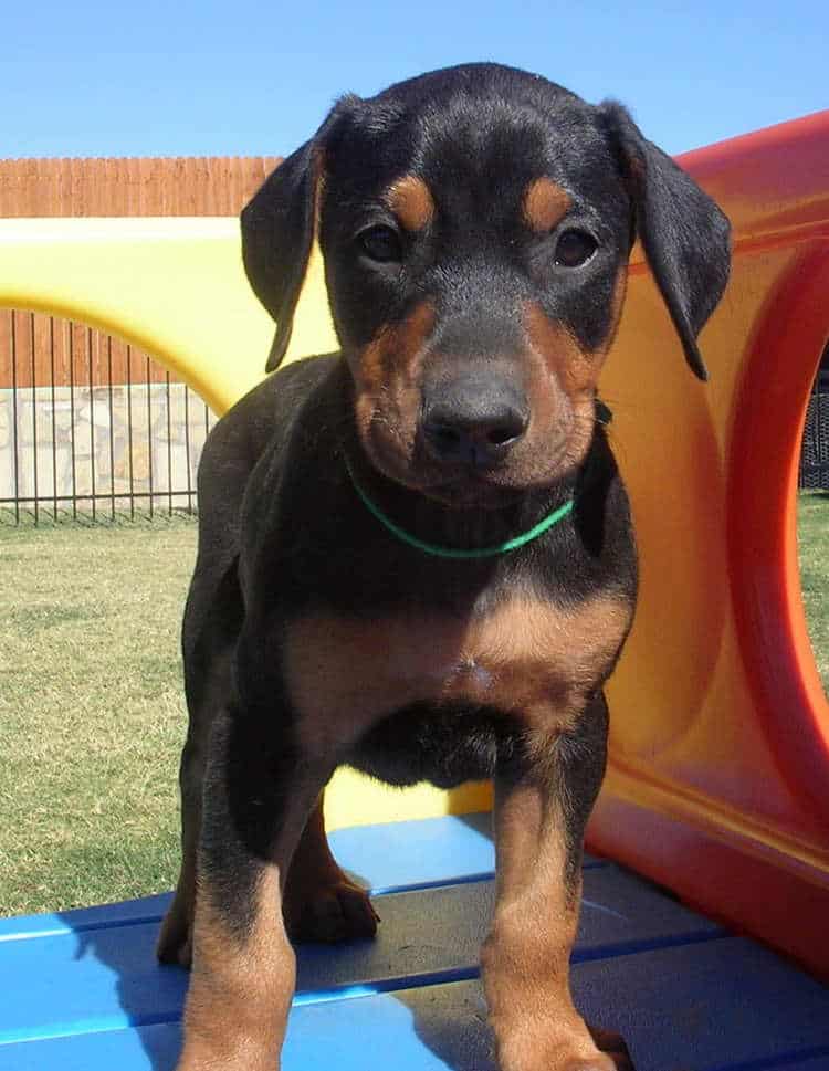 6 week old black rust male doberman puppies