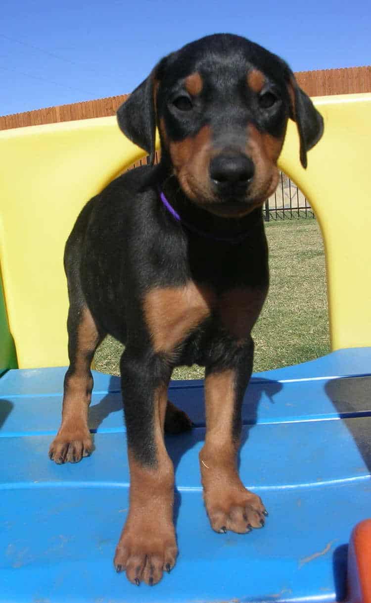 6 week old black rust male doberman puppies