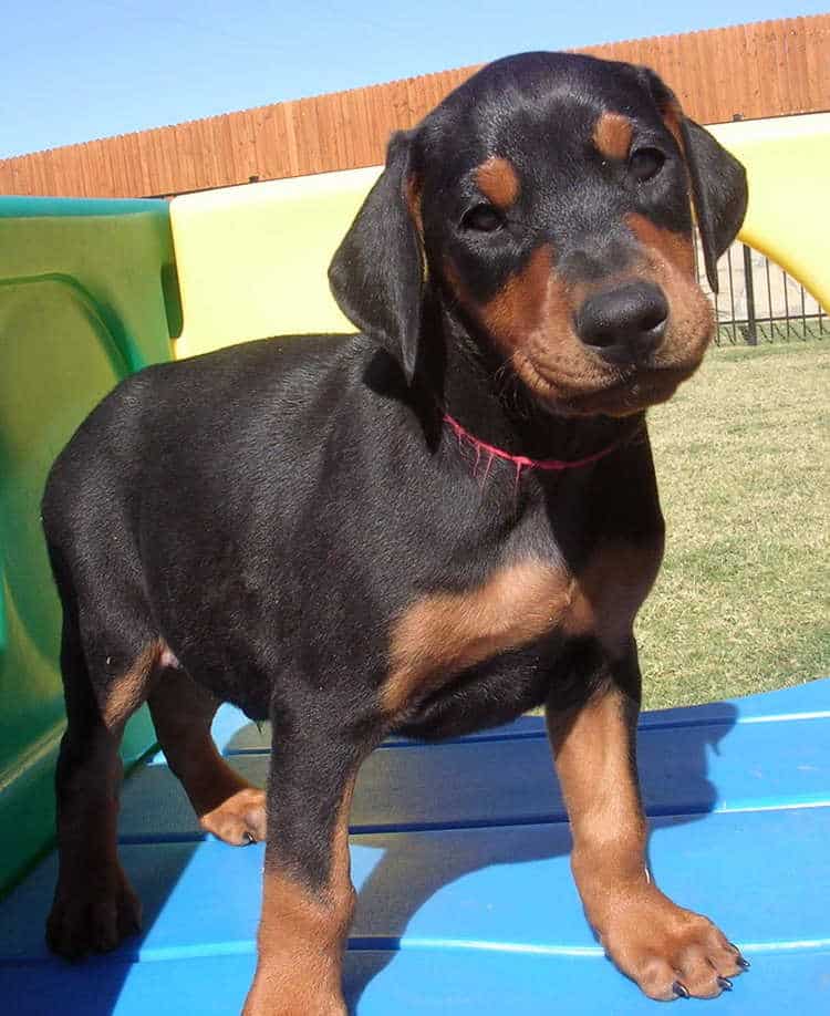 6 week old black rust male doberman puppies