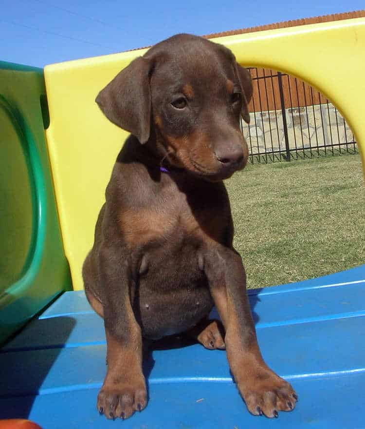 6 week old red rust female doberman puppies