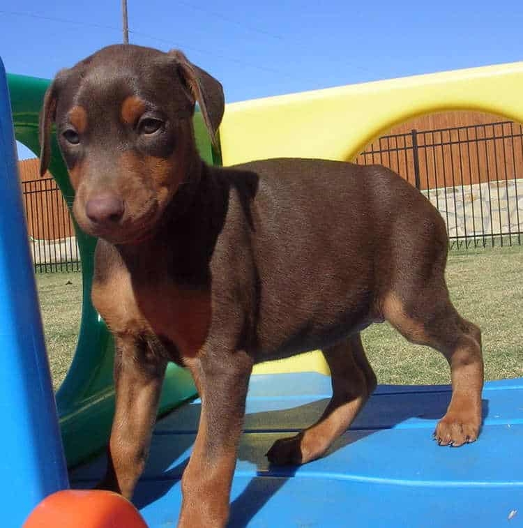 6 week old red rust female doberman puppies