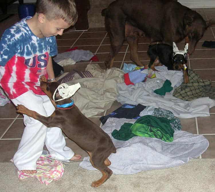 7 week old doberman puppies