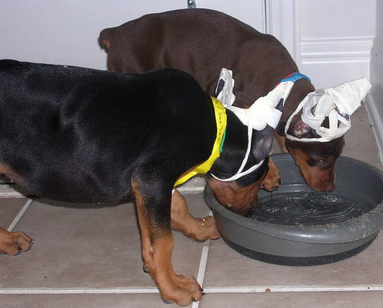 7 week old doberman puppies