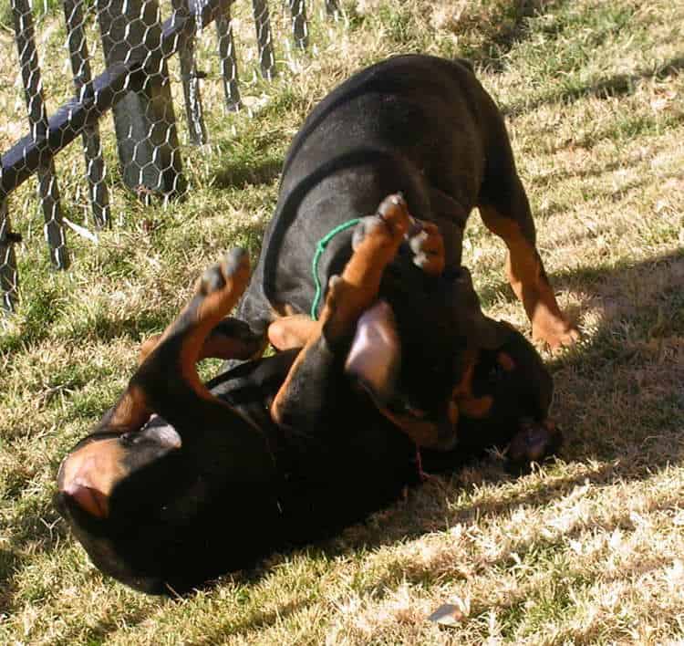 8 week old doberman puppies playing