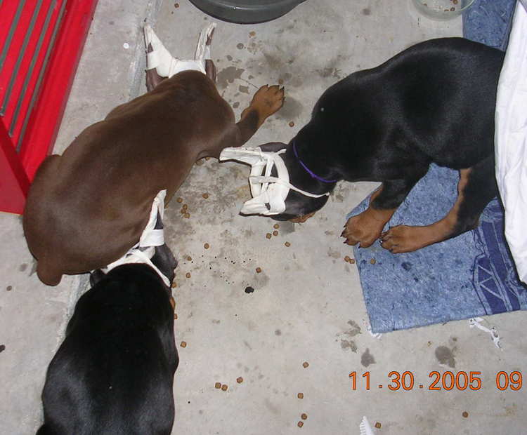 8 week old doberman puppies