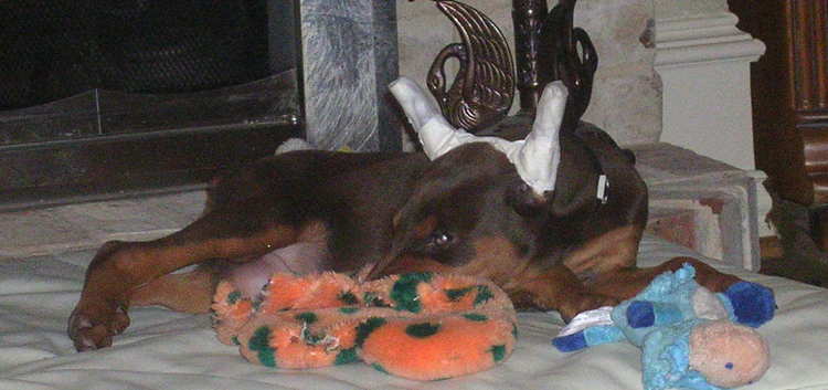 8 week old red rust cropped female doberman puppy at new home
