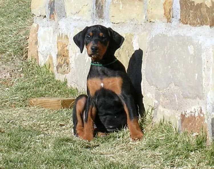 8 week old black rust female doberman puppy