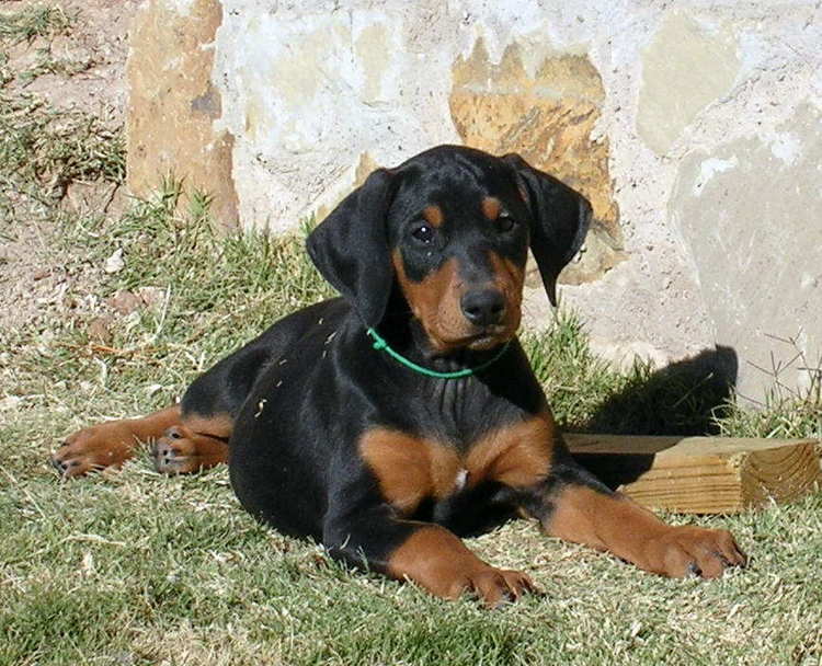 8 week old black rust female doberman puppy