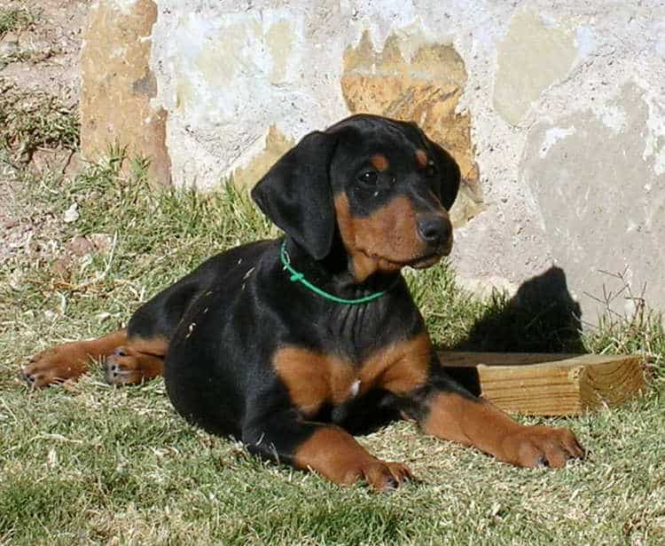 8 week old black rust female doberman puppy