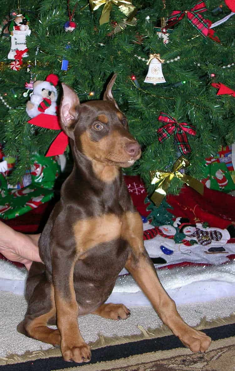 10 week old red rust cropped female doberman puppy at new home