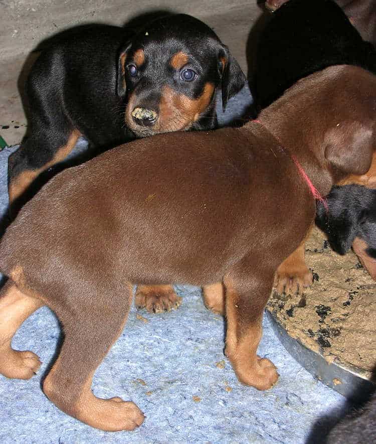 doberman puppies introduced to food