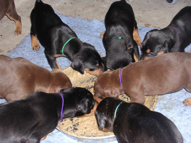doberman puppies introduced to food
