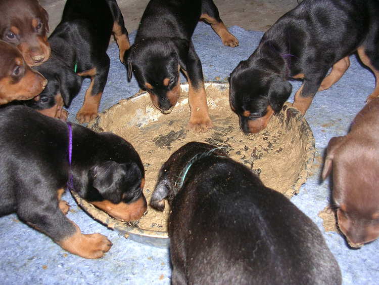 doberman puppies introduced to food