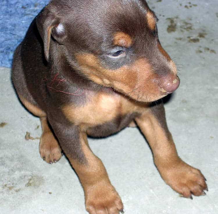 doberman puppies introduced to food