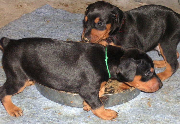 doberman puppies introduced to food