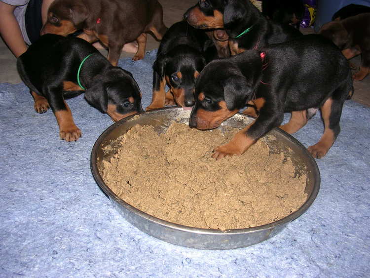 doberman puppies introduced to food