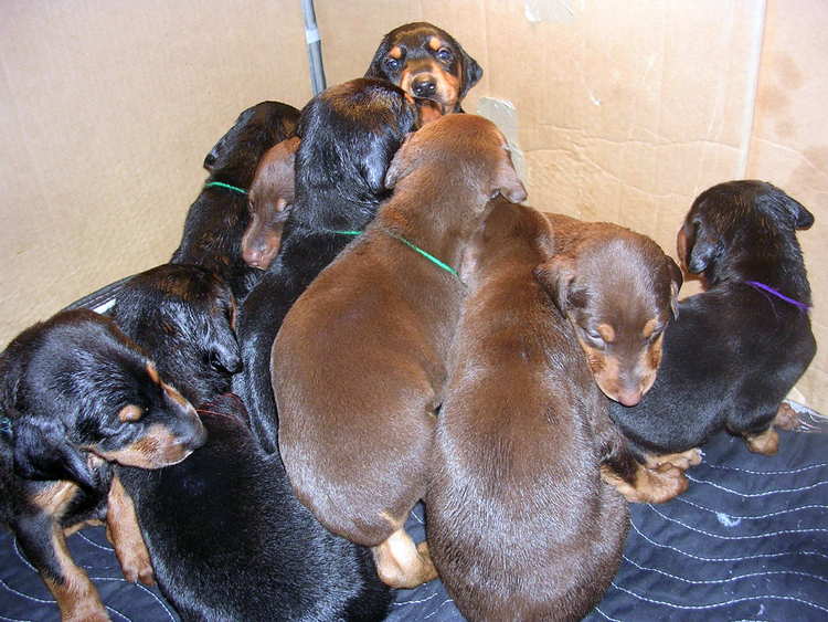 Doberman puppies nap time