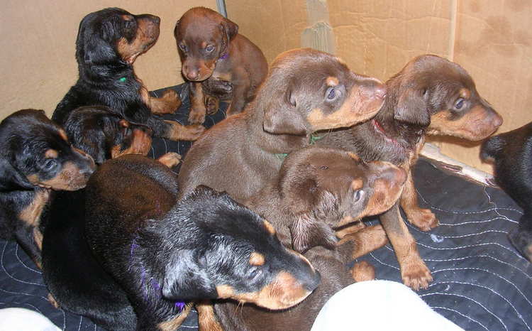 Doberman puppies nap time