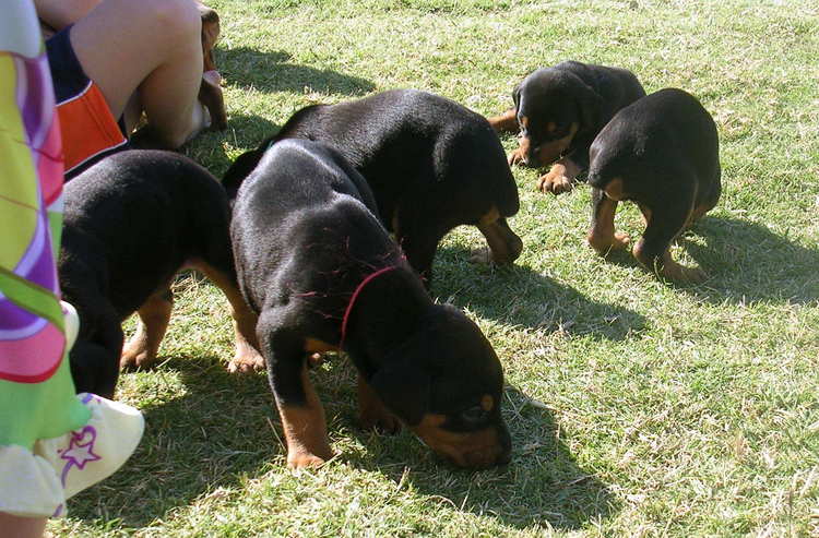 doberman puppies introduced to grass