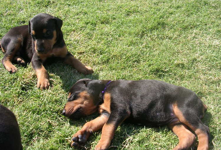 doberman puppies playing outside