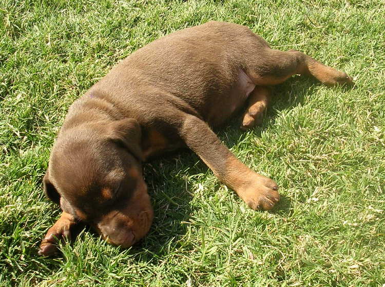 doberman puppies playing outside