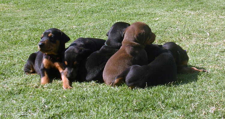 doberman puppies playing outside