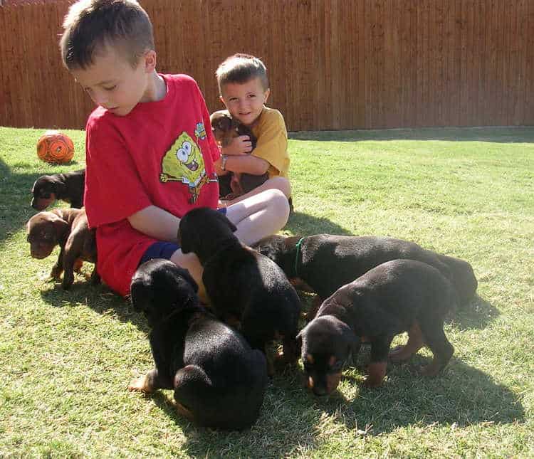 Doberman puppies play with children