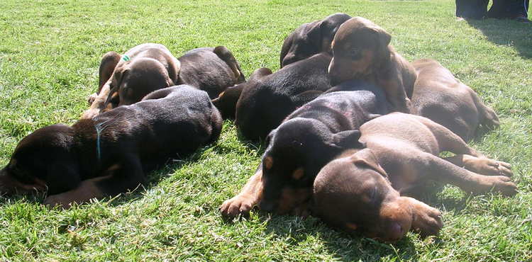 doberman puppies playing outside