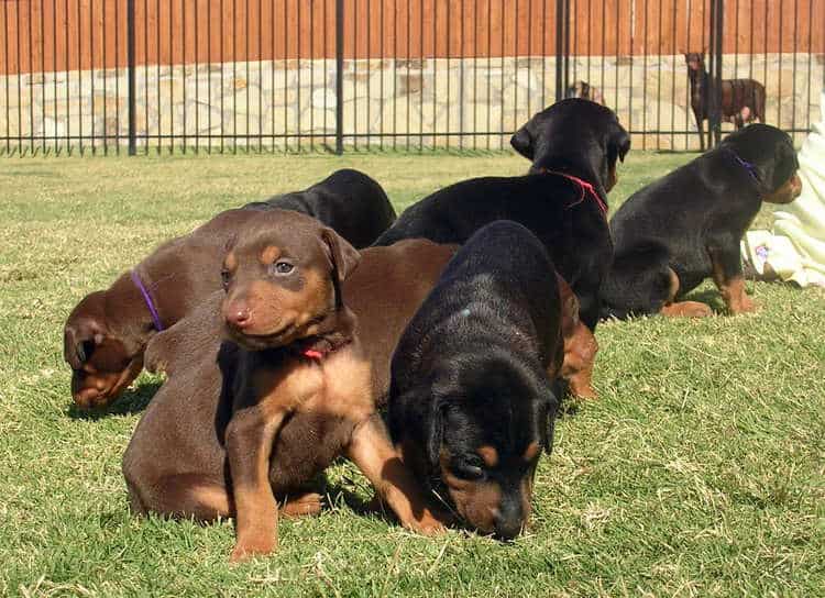 doberman puppies playing outside