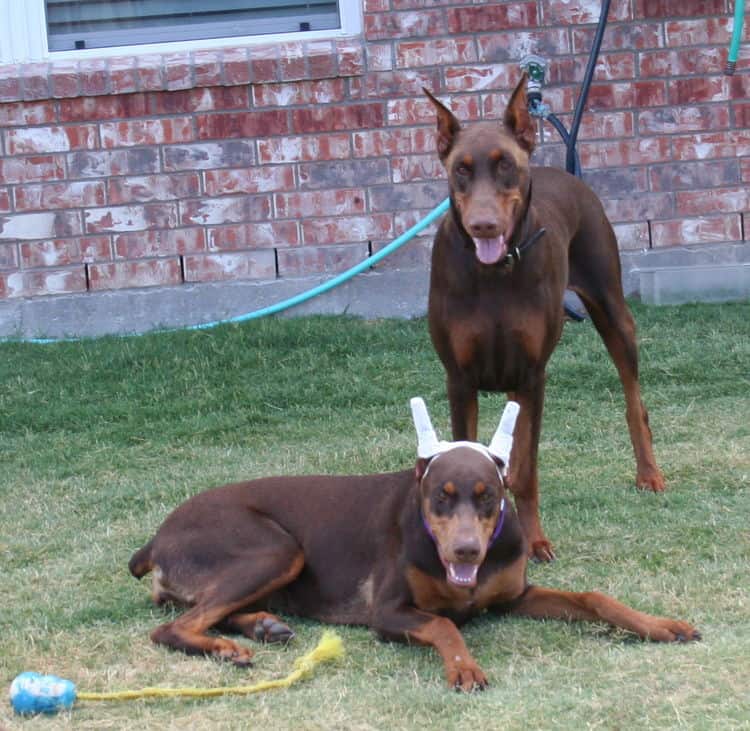 doberman pinscher