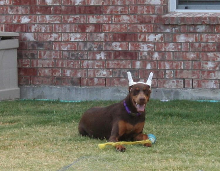 doberman pinscher