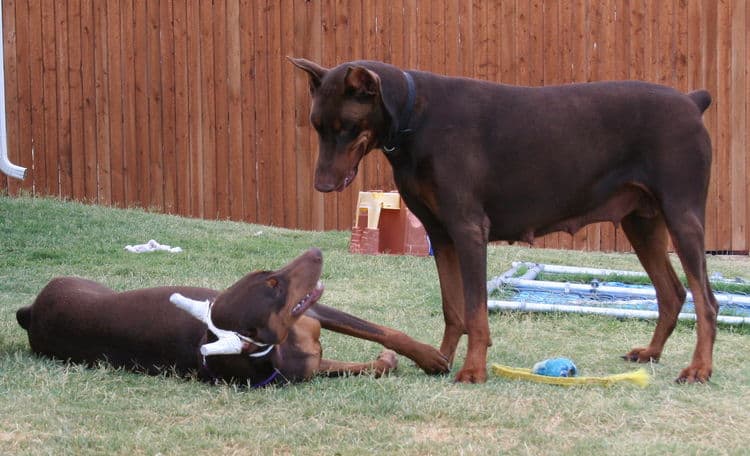 doberman pinscher