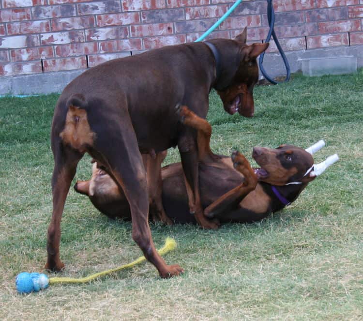 doberman pinscher