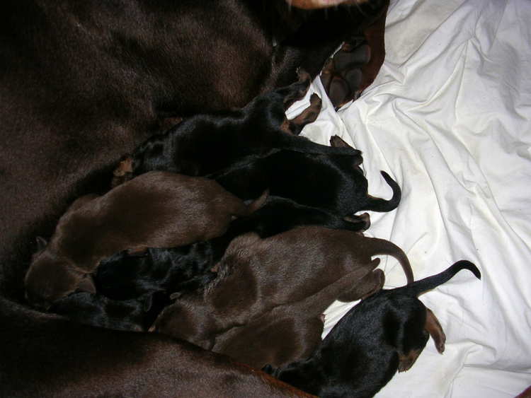 Doberman puppies tail docking and dew claw removal