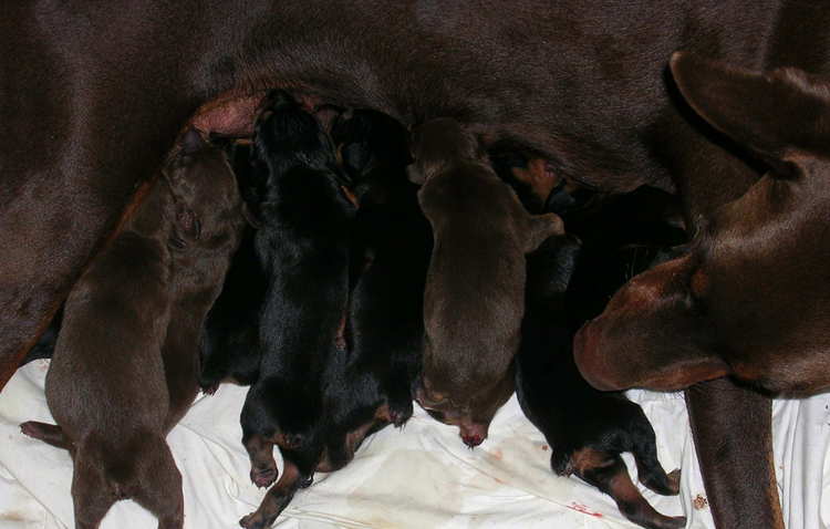 Doberman puppies tail docking and dew claw removal