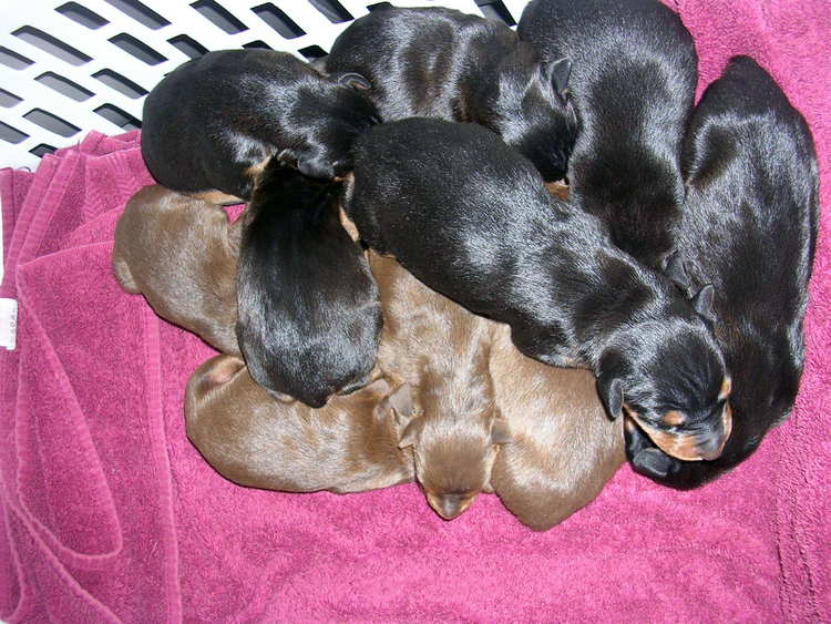 Doberman puppies tail docking and dew claw removal