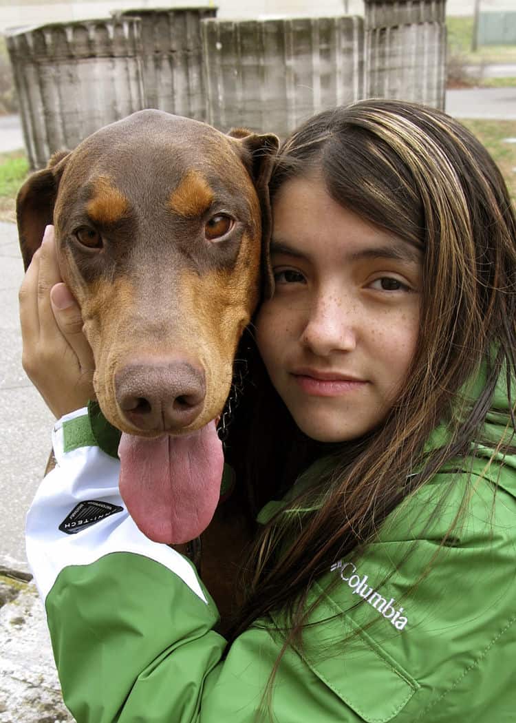 red femal Doberman 3 years old