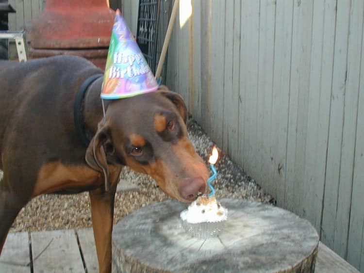 Doberman puppy year old