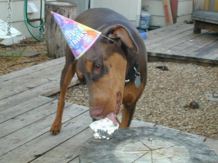 Doberman puppy year old