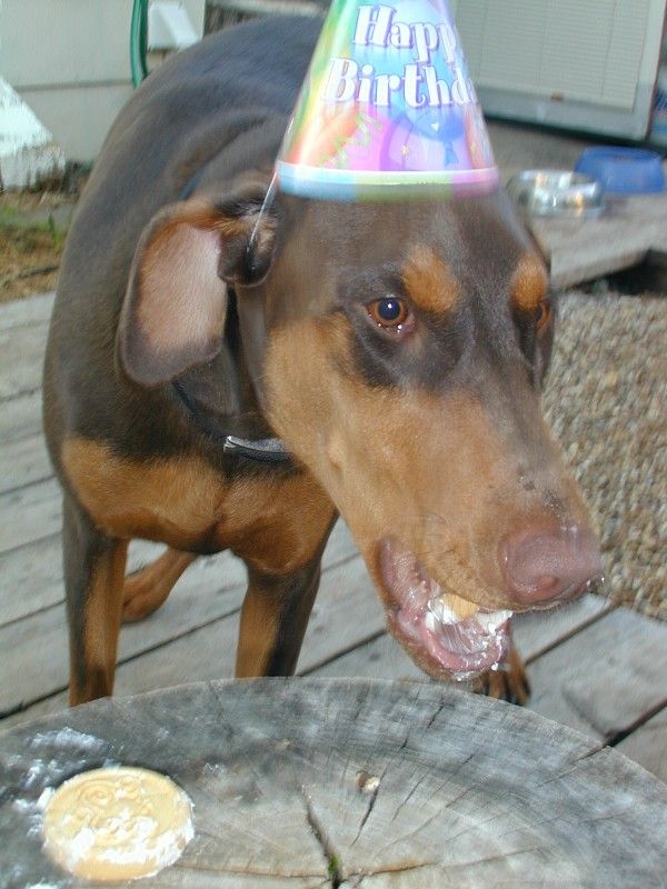 Doberman puppy year old