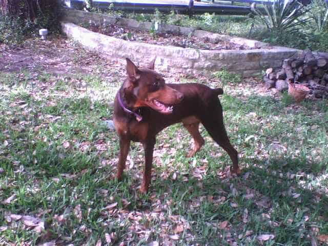 red and rust male doberman 1 year old