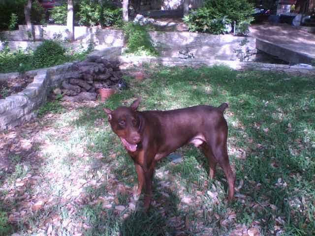 red and rust male doberman 1 year old