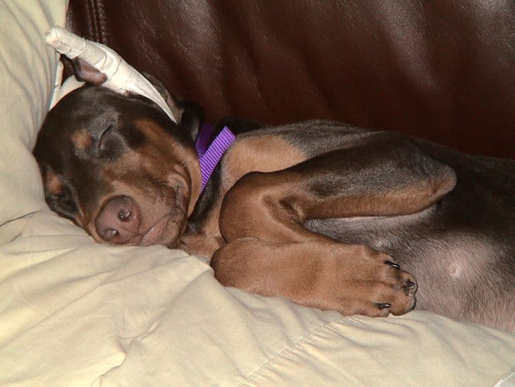 red and rust male doberman puppy