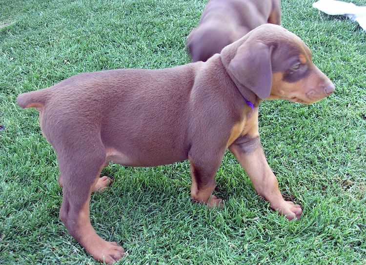 Dobe pups