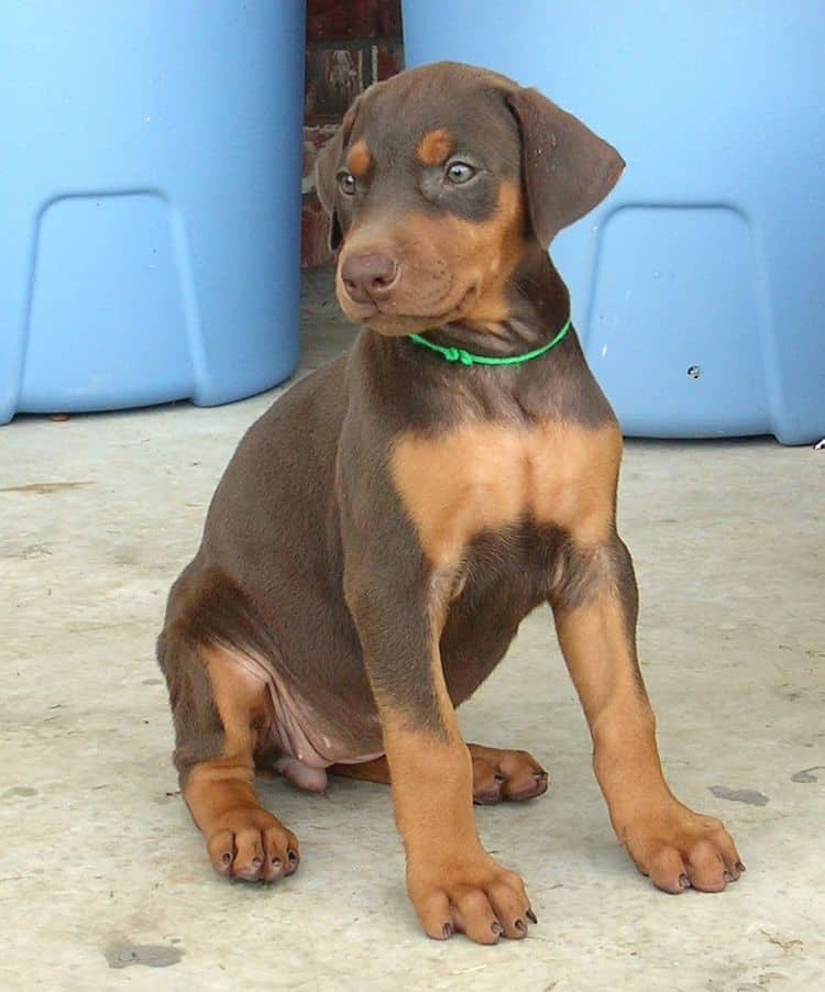 dobe pup