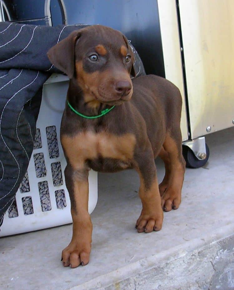 doberman pup