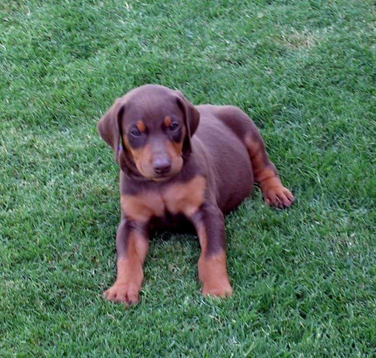 Dobe pup