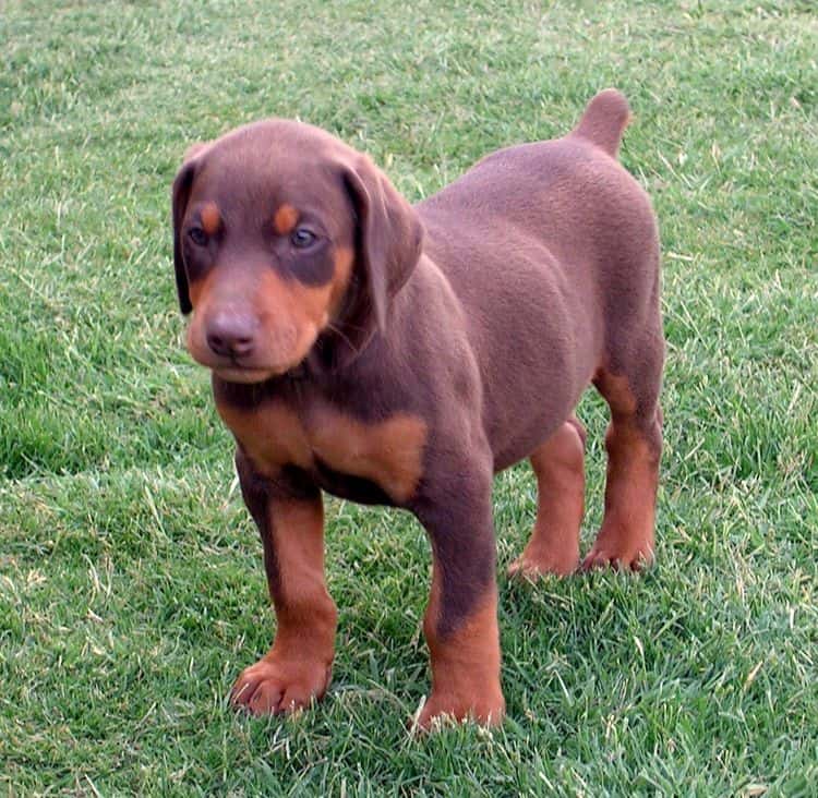 Doberman pup